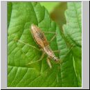 Nabis limbatus - Sichelwanze 03.jpg